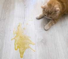 cat urine odor removal